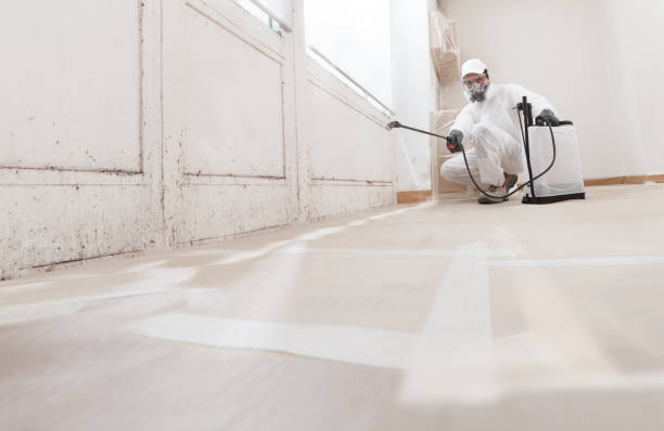 Black mold remediation team in Schertz